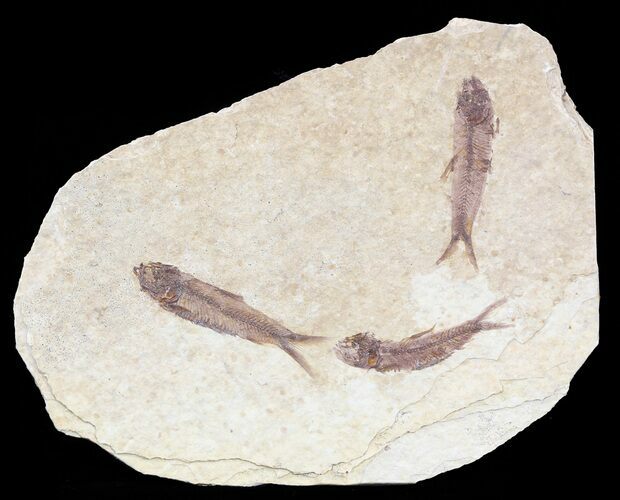 Fossil Fish (Knightia) Multiple Plate - Wyoming #53918